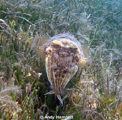 Cuttlefish in seagrass by Andy Hamnett 